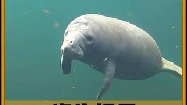 海牛报恩，太感动了！ #动物科普 #奇妙的海洋生物 #海牛