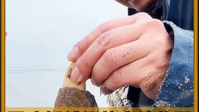 他抓蛤蜊的方法绝了，这个方法让他月入两万！ #赶海 #蛤蜊