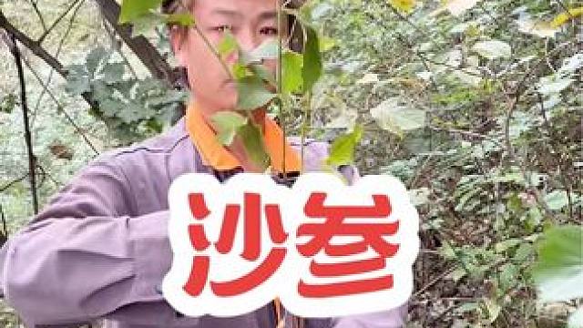 #沙参 五人参之一，今天有幸采挖到两颗，赚大啦！