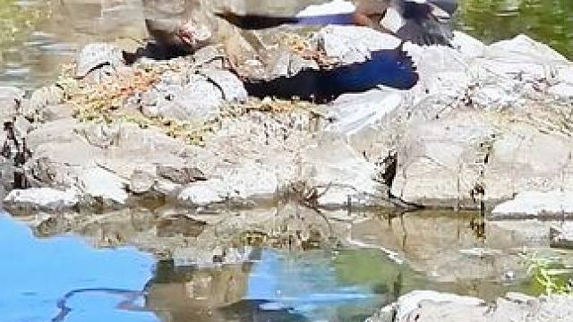 #动物的迷惑行为 #看动物世界品百味人生