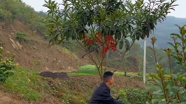 有狗狗作陪更有田园气息了