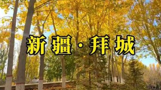 十一月，替秋天收个尾，替冬天开个头，愿你我柿柿如意。 #分享一份秋天给你 #在新疆看到了秋日童话 #