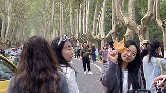 秋天的南京梧桐大道 看看你手机里的南京 树是梧桐树 城是南京城 人是心上人#梧桐大道 #南京 #南京