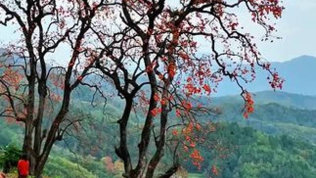 青川柿子村毛狗洞的柿子可以来拍了吗？去年11.5号的场景让人回味，熟了今年再来拍一次。#柿子红了 #