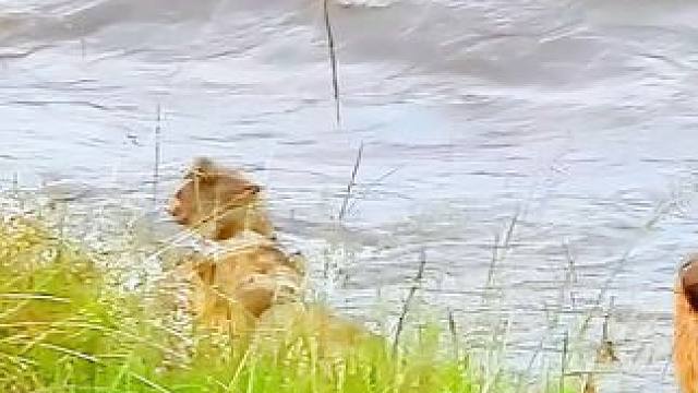 面对汹涌的河流，狮子毫不犹豫直接跳了进去 #动物的迷惑行为 #动物世界