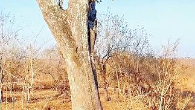 花豹竟被小松鼠耍的团团转，你觉得呢？ #花豹#小松鼠