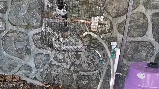 鸟子洗澡，欢乐俏皮