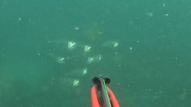 浮游生物多，这鱼就张大嘴在那进食#潜水#渔猎