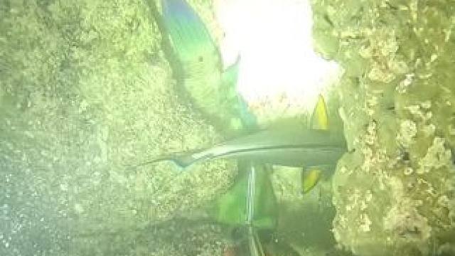 彩眉，肉质细嫩鲜美多汁，没吃过的要试试#潜水#渔猎