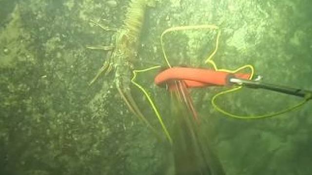 什么烂水平，这龙虾也能跑！#潜水 #渔猎 #龙虾