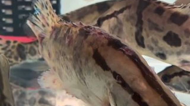 大师们，救救孩子吧，出去钓了两天鱼回来就这样了#鳜鱼 #养鱼日记 #路亚鳜鱼