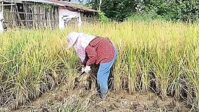 山卡卡里的农村大姐学费了开直播每天收获满满您还在恐播怕播不敢开播开播了不知讲什么吗#记录真实生活 #