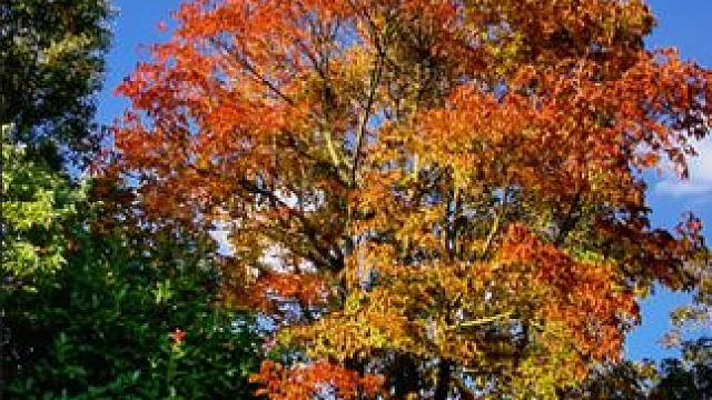 #身边的风景 #属于秋天的颜色