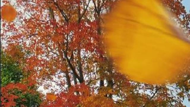 #身边的风景 #秋意浓