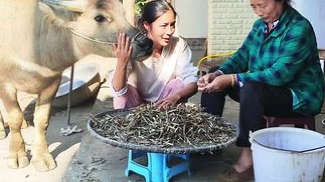 牛仔看到我们剥豆子过来吃#田园生活 #记录我的乡村生活 #放牛的生活