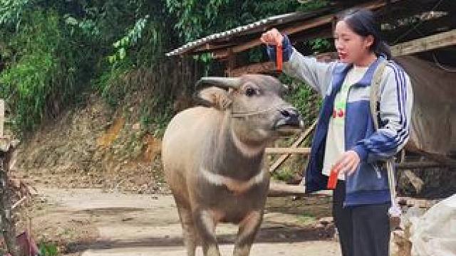 哄牛仔来给我干活啦#记录我的乡村生活 #放牛的生活 #田园生活