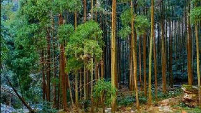 雁荡山大龙湫，一步一景，感受大自然的秀丽，让人绿野仙踪，世外桃源感觉。