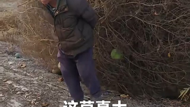 风滚草，也叫猪毛菜