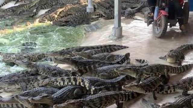 别看那么密集，进来跟踩蚂蚁一样#危险动作请勿模仿