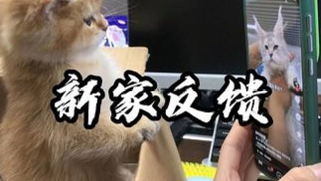我卖出去的小猫咋能这么可爱呢！！！#壮实说猫 #金渐层