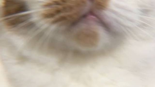 咪：我妈疯了 #oi小猫有点火热啊 #小猫：我的母语现在是无语