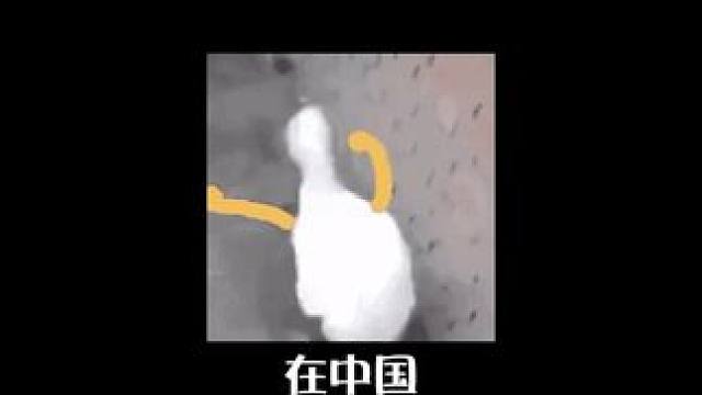 青春就是需要passion！#夜骑开封 #青春本就像风一样不被定义 #大学生精神状态