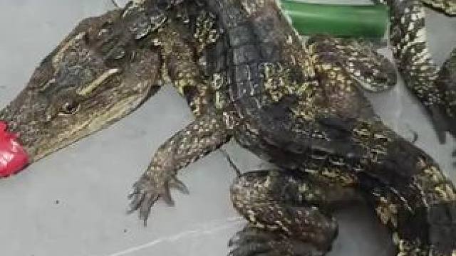 #鳄鱼 #爬宠 #人工养殖鳄鱼 #异宠