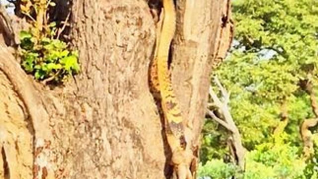 是什么东西被蛇给吞了？ #奇妙的大自然 #动物世界