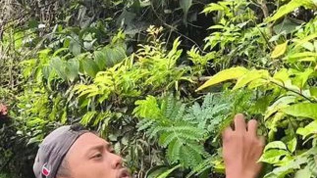 绿化带终结者 #绿化带吃货#吃货看过来 #东南亚美食