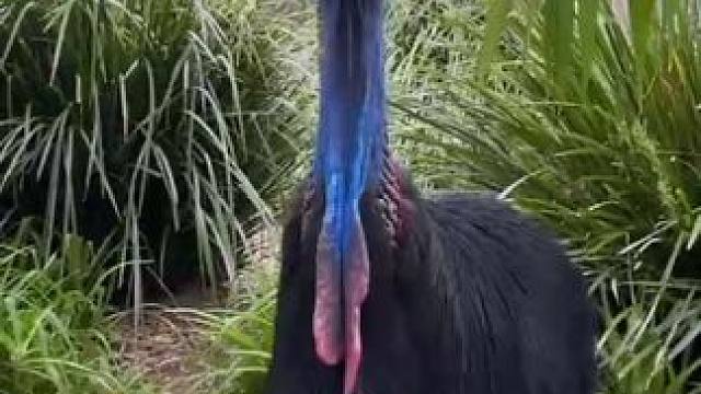 恐龙还活着 #国外视频分享 #野生动物零距离 #鹤驼