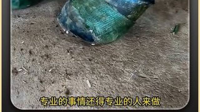 一剪没，蹄叶炎也帮马儿搞定 #修蹄 #强迫症 #解压 #助眠