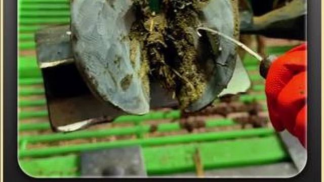 糟糕，牛蹄又卡进了石头里，这次还不止一个#解压 #助眠 #治愈系 #极度舒适