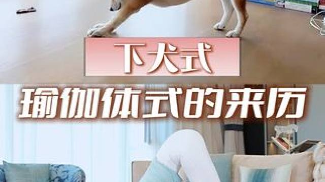 知道瑜伽体式下犬式名称怎么来的吗？ 就是这样来的 #瑜伽 #体式分享