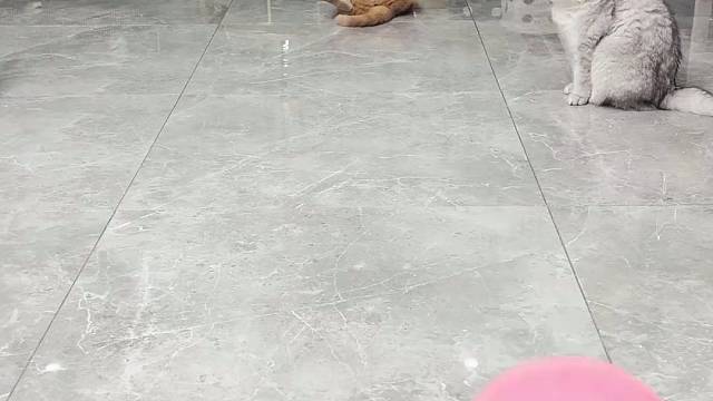 这不是小菜一碟吗？#谁能拒绝傻憨憨的小猫咪 #一看就没什么心眼的猫猫 #这小猫谁养谁不迷糊 #谁能拒