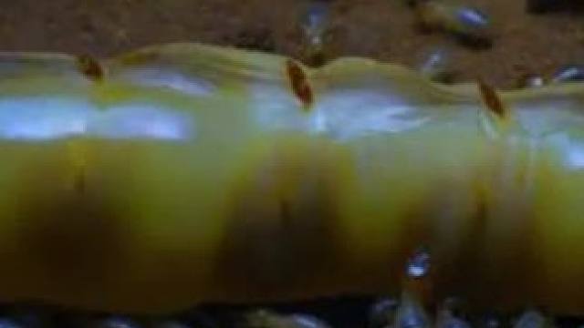 一只蚁后一生可以产下2.6亿枚卵，凭一己之力产出一个庞大王国#动物解说 #白蚁#神奇大自然