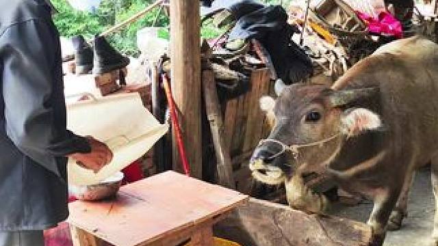 牛仔偷吃被我抓到了#记录我的乡村生活 #放牛的生活 #田园生活