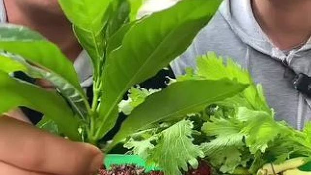 泰国牛肉赤身 #泰国美食 #泰国特色美食#泰国牛肉赤身