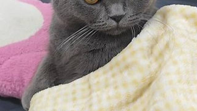 今天由阿布达出场啦！#记录猫咪日常 #被迫营业的猫猫 #我和我的猫