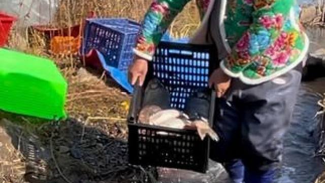 #户外捕鱼 #好多鱼