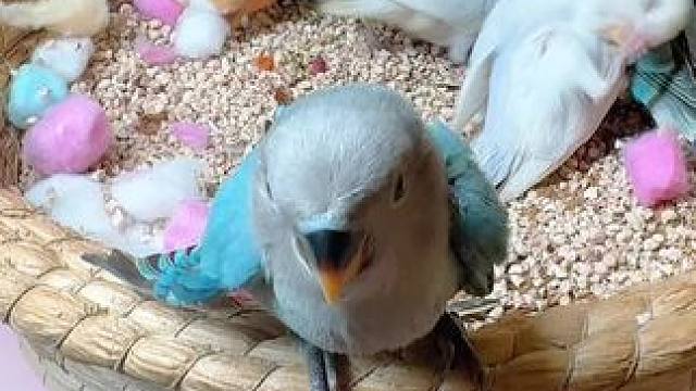 每天被小家伙们治愈 #牡丹鹦鹉 #手养鸟
你喜欢什么颜色的鹦鹉呢