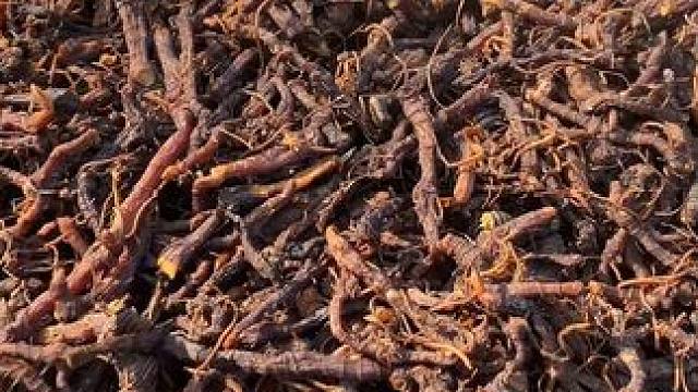 #九制黄精 采挖深山老林的野生黄精，历时二十多天，九蒸九晒，不但要吸收日月之精华，还要吸取露水的精气