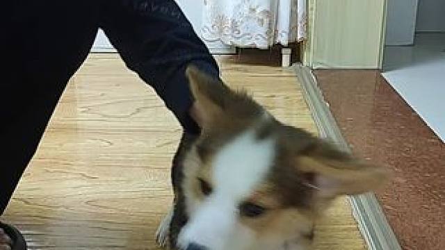 萌宠随着dj嗨起来 #家有萌宠 #被萌宠治愈的那些时刻 #就喜欢萌萌乖乖的小萌宠