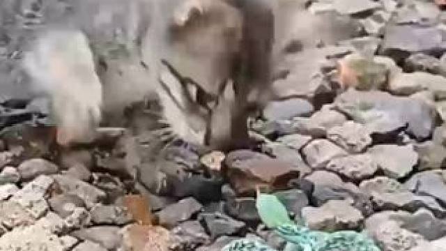 勇敢猫咪 #国外视频分享 #宠物 #猫咪