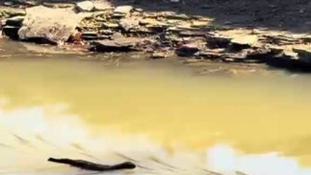 水貂捕食麝鼠2 #国外视频分享 #奇妙的动物 #野生动物零距离