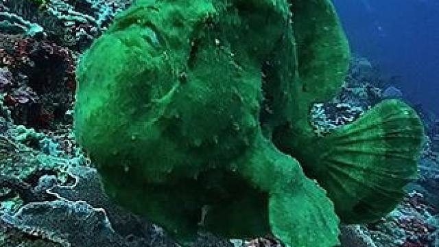 深海奇遇～一只拼命游泳的青蛙鱼