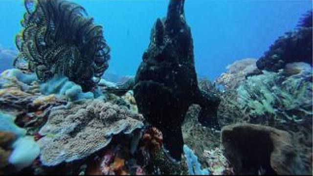 深海大怪物，还成双入对的