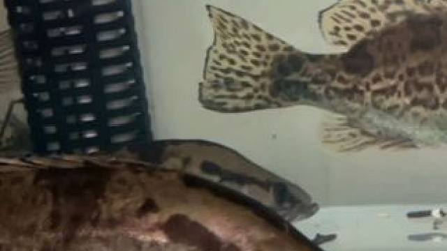 新手养鳜鱼造浪泵有必要吗，到底该选啥样的造浪泵呢，鱼便真的很难处理，头疼啊#路亚鳜鱼 #鳜鱼缸养