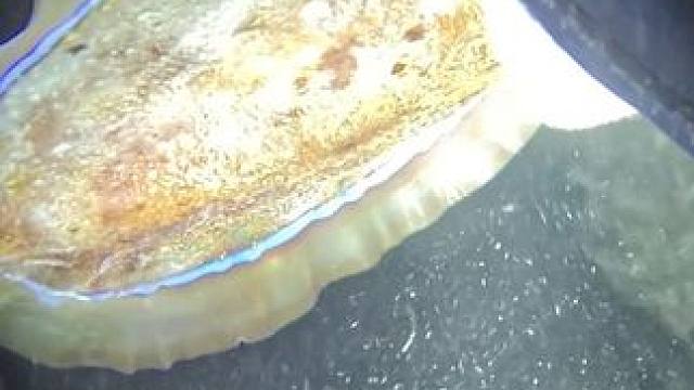 徒手抓墨鱼，装到了，但是没拍到，摄影技术堪忧！#潜水 #渔猎