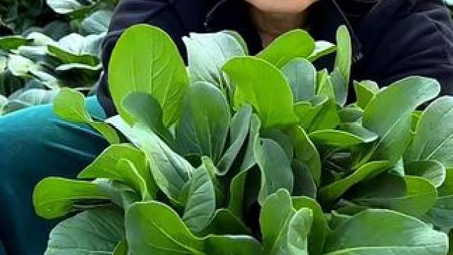 想想吃上自己种的小白菜会是什么感觉？