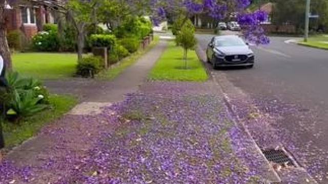 月薪过万美金的澳洲环卫小哥！ #在这遇见紫色花海 #解压视频 #极度舒适 #解压 #强迫症看了很享受